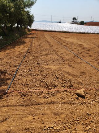 김저팔계님의 기타작물 · 영농일지 작성글 사진