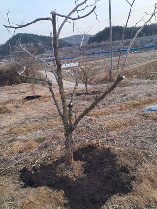 곽영신님의 두릅 · 영농일지 작성글 사진