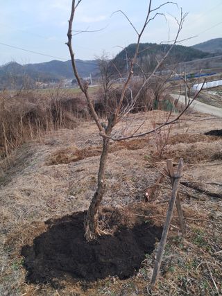 곽영신님의 두릅 · 영농일지 작성글 사진