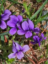 팜모닝 기타작물·영농일지 게시글 이미지