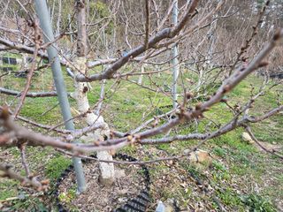 큐체리원님의 기타작물 · 영농일지 작성글 사진