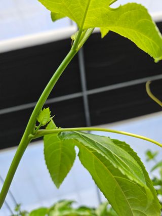 박미라님의 기타작물 · 영농일지 작성글 사진