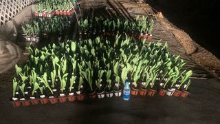 원스피릿팜님의 기타작물 · 영농일지 작성글 사진