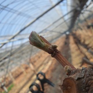 남은현님의 포도 · 영농일지 작성글 사진