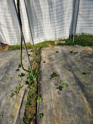 박미라님의 기타작물 · 영농일지 작성글 사진