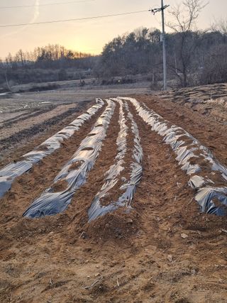 곽영신님의 두릅 · 영농일지 작성글 사진