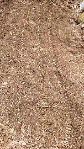 산솔바람님의 기타작물 · 영농일지 작성글 사진