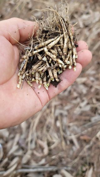 산솔바람님의 기타작물 · 영농일지 작성글 사진