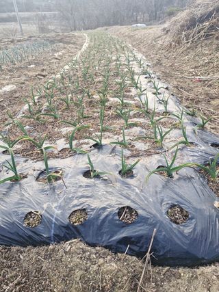 곽영신님의 두릅 · 영농일지 작성글 사진