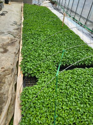 이상욱님의 고추 · 영농일지 작성글 사진