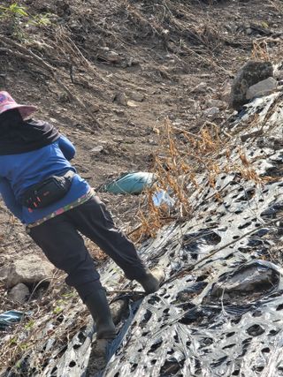 박헌님의 기타작물 · 영농일지 작성글 사진