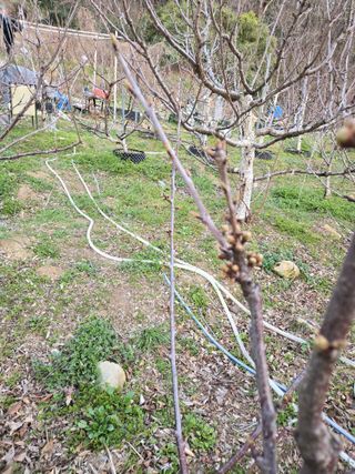 큐체리원님의 기타작물 · 영농일지 작성글 사진