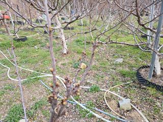 큐체리원님의 기타작물 · 영농일지 작성글 사진