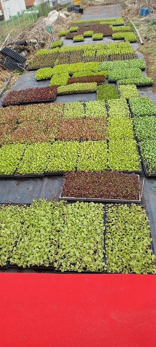 귤7449님의 상추 · 영농일지 작성글 사진