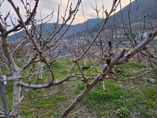 큐체리원님의 기타작물 · 영농일지 작성글 사진
