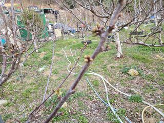 큐체리원님의 기타작물 · 영농일지 작성글 사진