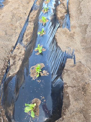 정민지호맘님의 기타작물 · 영농일지 작성글 사진