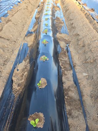 정민지호맘님의 기타작물 · 영농일지 작성글 사진