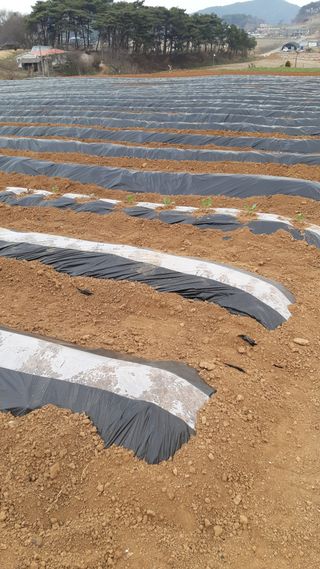 하루의행복님의 기타작물 · 영농일지 작성글 사진