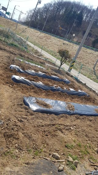 최춘득 청대산 님의 옥수수 · 영농일지 작성글 사진