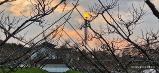 달맛햇복숭아농원님의 복숭아 · 영농일지 작성글 사진