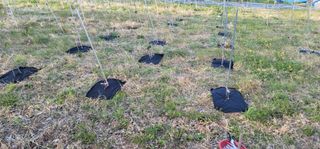 박종화님의 기타작물 · 영농일지 작성글 사진