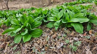 산그린약초농원님의 기타작물 · 영농일지 작성글 사진