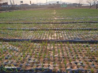 한영희님의 마늘 · 영농일지 작성글 사진