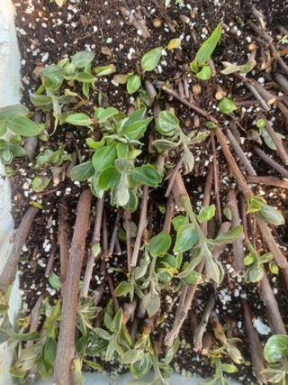 무료지식나눔 팜닥터님의 기타작물 · 영농일지 작성글 사진