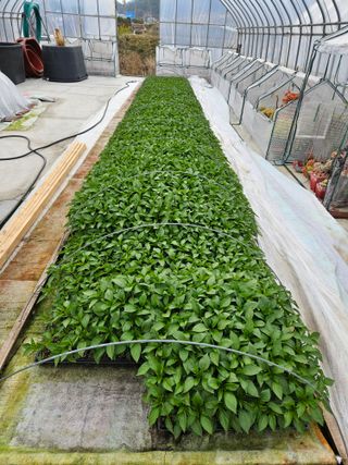 백호순(후추)님의 고추 · 영농일지 작성글 사진