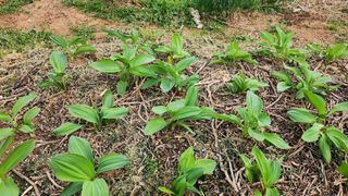 평택님의 기타작물 · 영농일지 작성글 사진