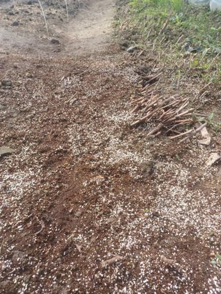 무료지식나눔 팜닥터님의 기타작물 · 영농일지 작성글 사진