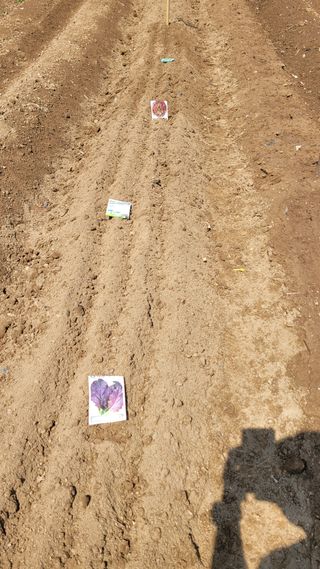 김영규님의 기타작물 · 영농일지 작성글 사진