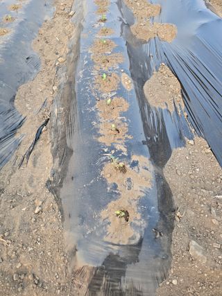 김유숙님의 기타작물 · 영농일지 작성글 사진