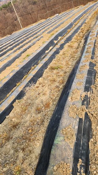 현길01021982님의 기타작물 · 영농일지 작성글 사진