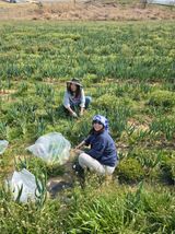 팜모닝 양배추·영농일지 게시글 이미지