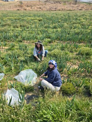 이종희 에코농부님의 양배추 · 영농일지 작성글 사진