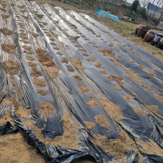 백현호님의 기타작물 · 영농일지 작성글 사진