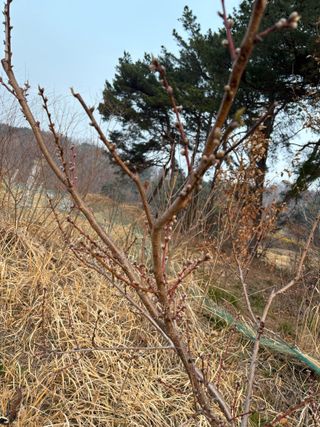 조성보님의 기타작물 · 영농일지 작성글 사진