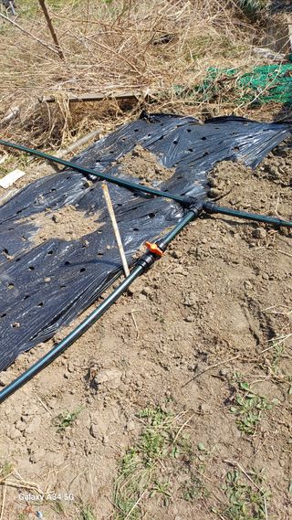 박원용님의 기타작물 · 영농일지 작성글 사진