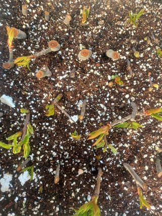 무료지식나눔 팜닥터님의 기타작물 · 영농일지 작성글 사진