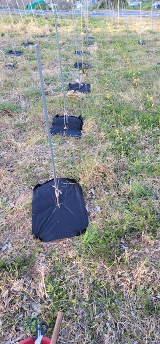 박종화님의 기타작물 · 영농일지 작성글 사진