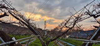 달맛햇복숭아농원님의 복숭아 · 영농일지 작성글 사진