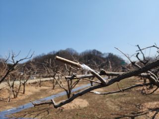 대운농원님의 기타작물 · 영농일지 작성글 사진