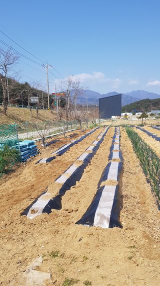 최춘득 청대산 님의 옥수수 · 영농일지 작성글 사진