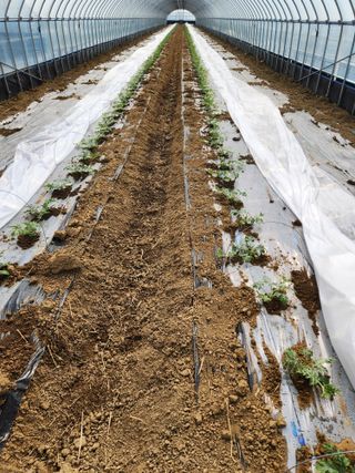 김저팔계님의 기타작물 · 영농일지 작성글 사진