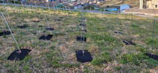 박종화님의 기타작물 · 영농일지 작성글 사진