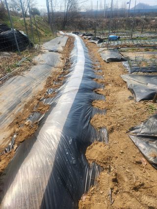 현모양처(양현모)님의 기타작물 · 영농일지 작성글 사진