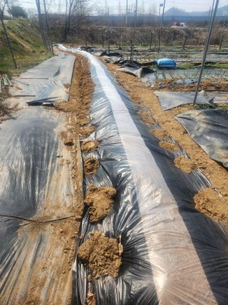 현모양처(양현모)님의 기타작물 · 영농일지 작성글 사진