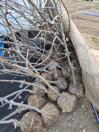 김유숙님의 기타작물 · 영농일지 작성글 사진